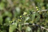 Asparagus acutifolius. Верхушка цветущего побега. Испания, автономное сообщество Каталония, провинция Жирона, комарка Баш Эмпорда, муниципалитет Паламос, расчищенный прибрежный лес. 20.09.2019.