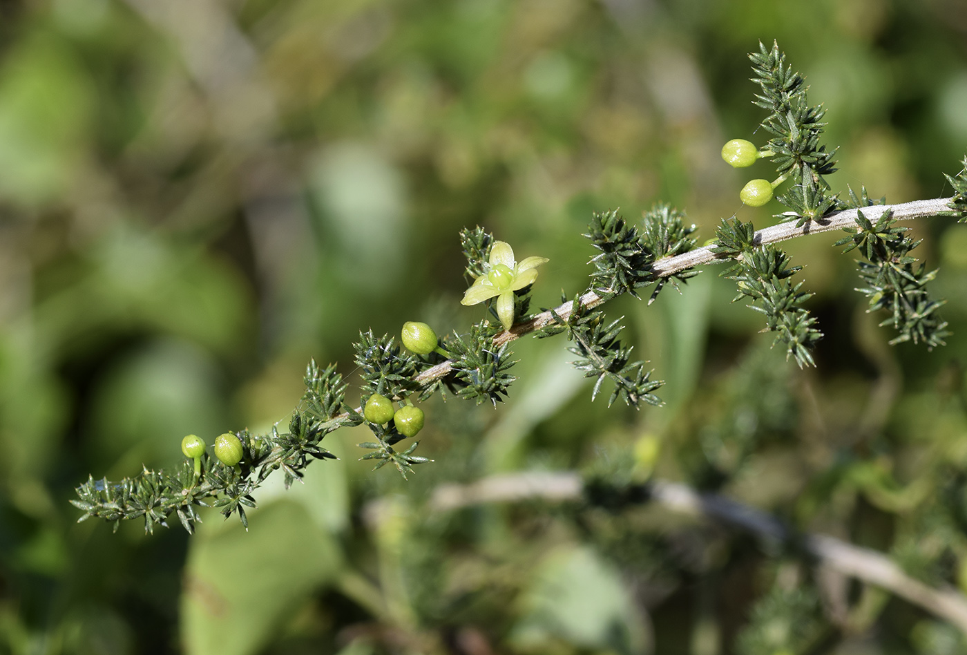 Изображение особи Asparagus acutifolius.