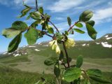 Lonicera altaica