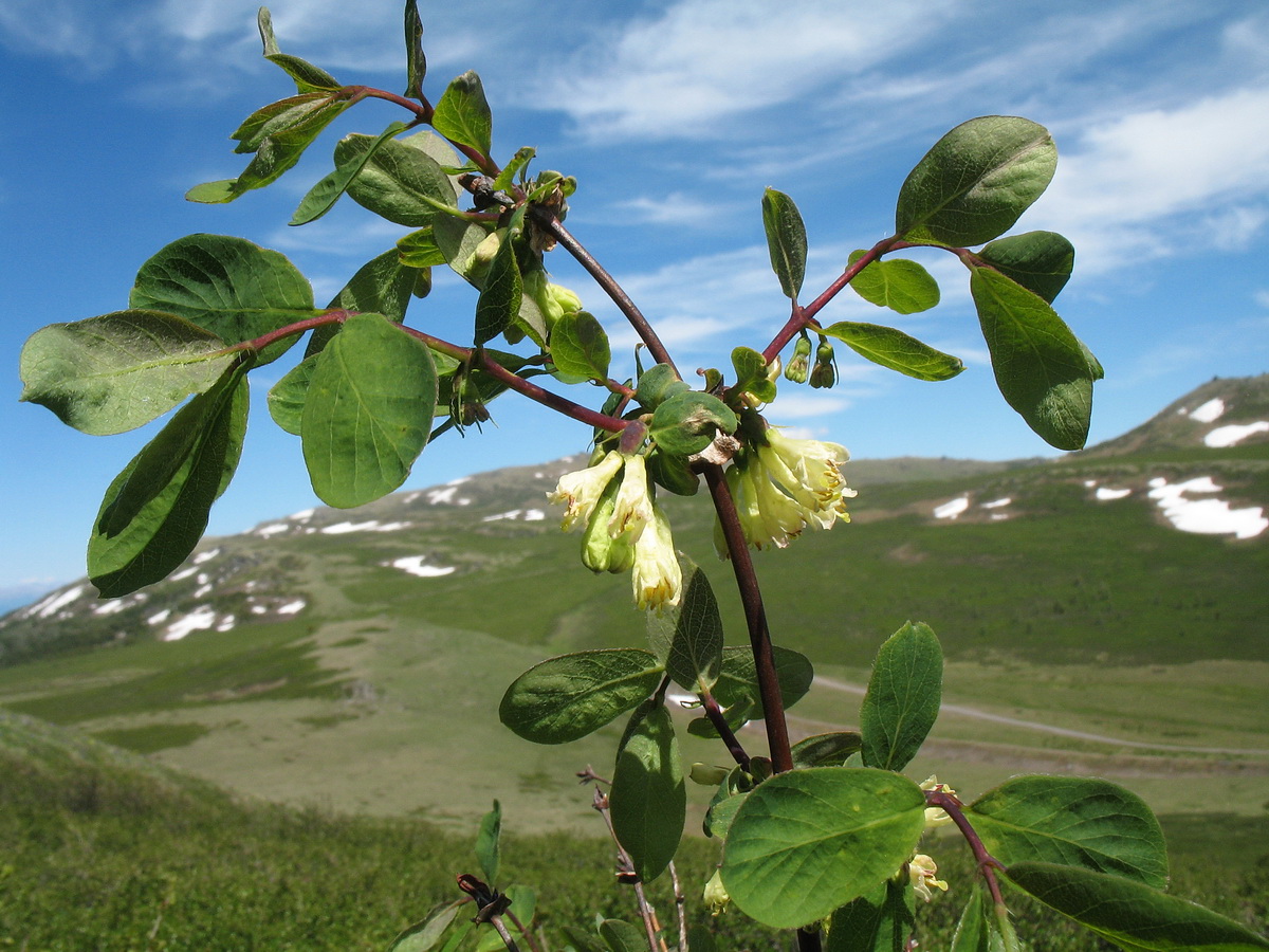 Image of Lonicera altaica specimen.