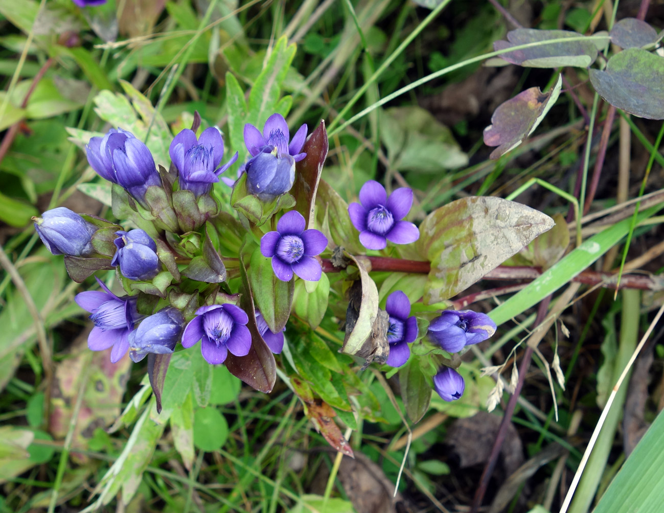 Image of Gentianella auriculata specimen.