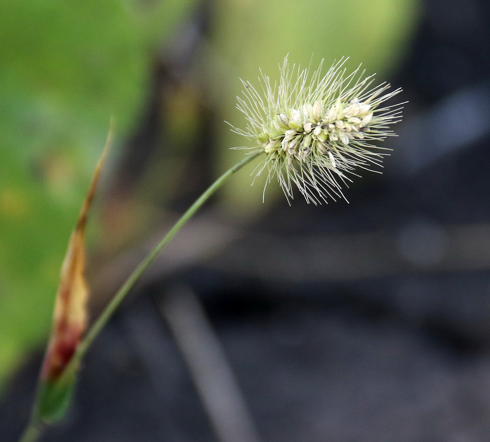 Изображение особи Setaria viridis.