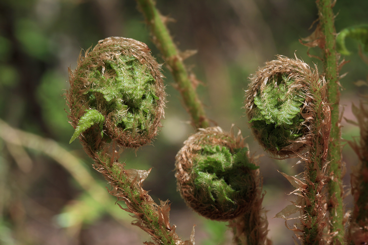 Image of Dryopteris filix-mas specimen.