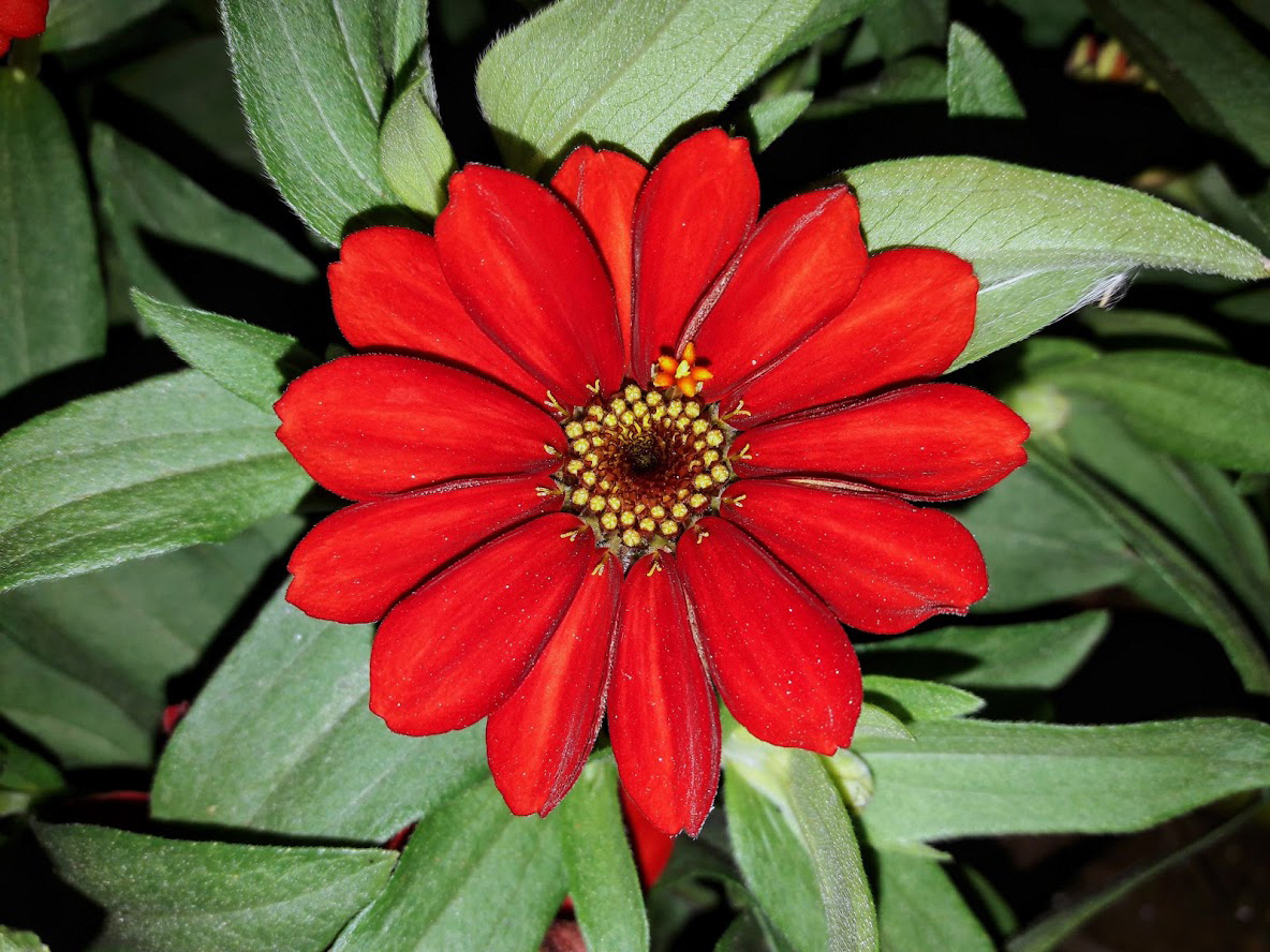 Image of Zinnia angustifolia specimen.