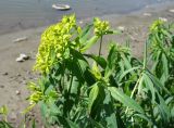 Euphorbia lamprocarpa. Верхушка цветущего растения. Кыргызстан, Чуйская обл., с. Восток, берег водоема. 20.05.2019.