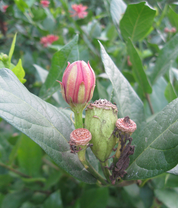 Изображение особи Calycanthus floridus.