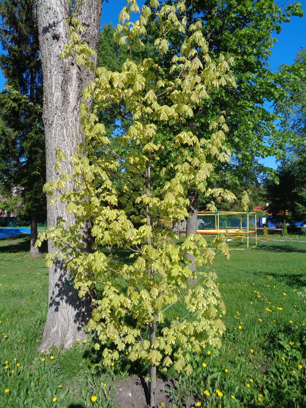 Image of Acer platanoides specimen.