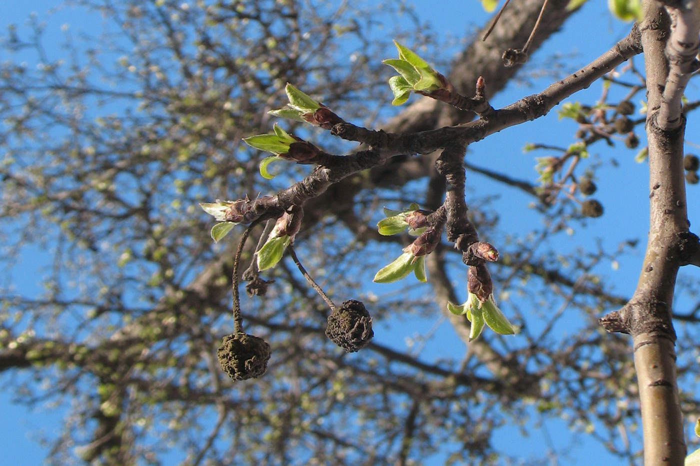 Image of genus Malus specimen.