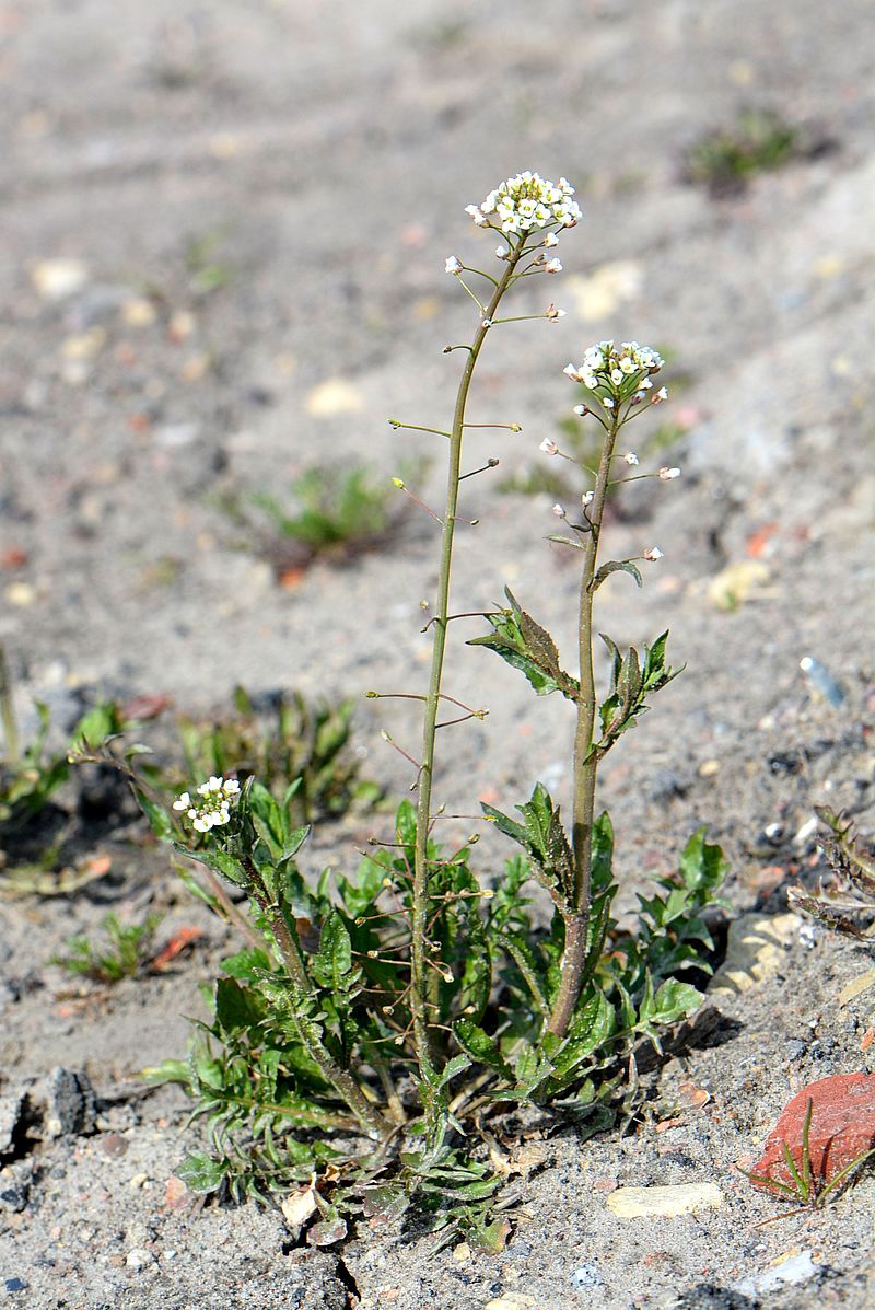 Image of Capsella bursa-pastoris specimen.