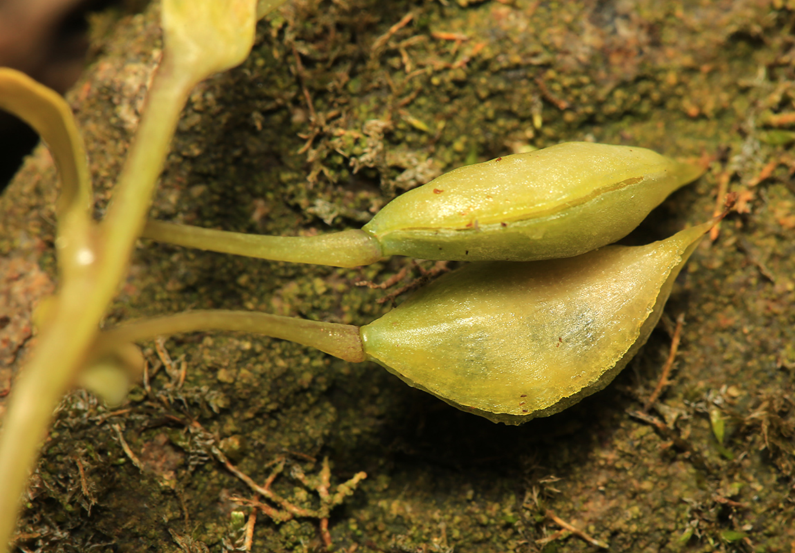 Image of Corydalis repens specimen.