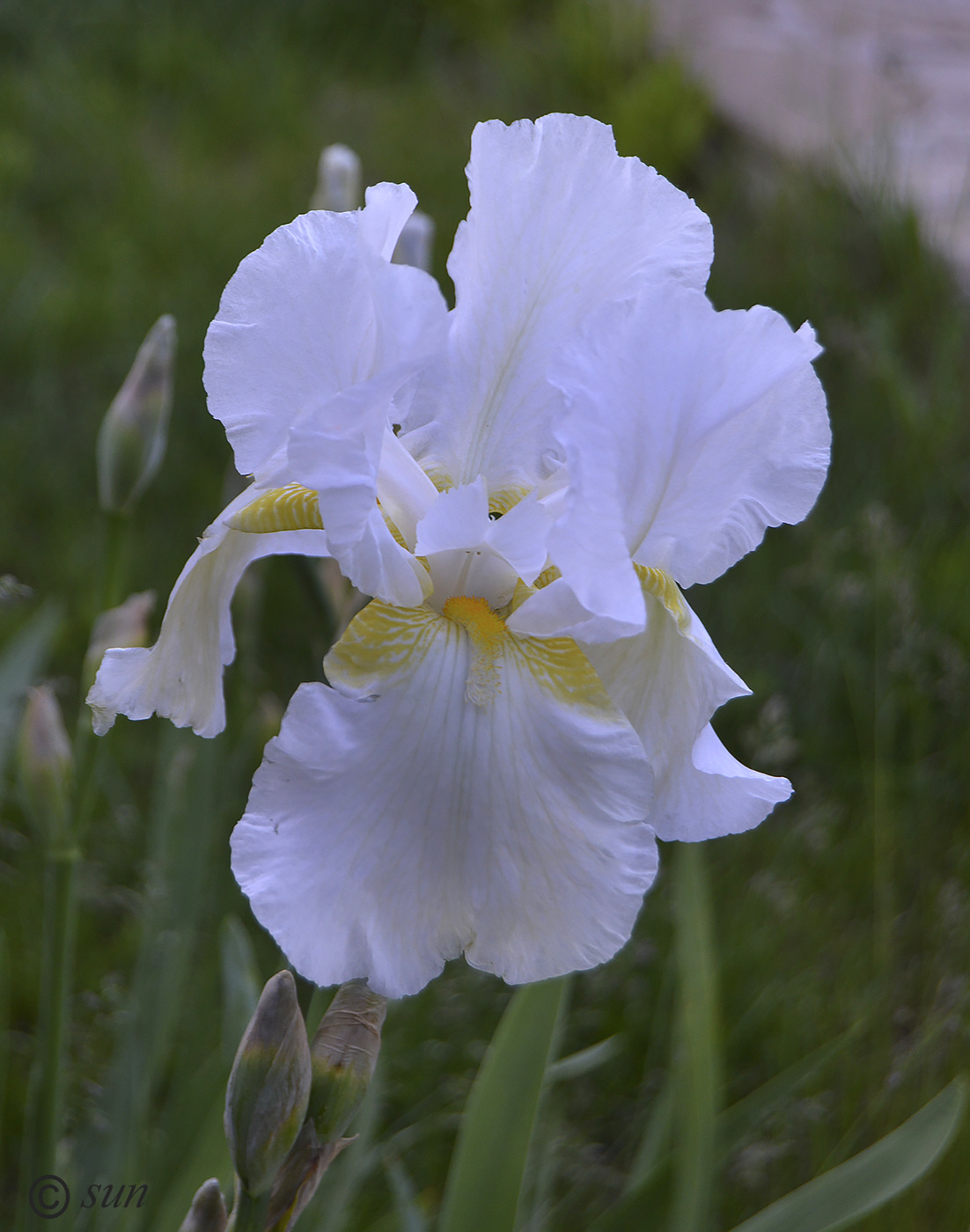 Image of Iris × hybrida specimen.