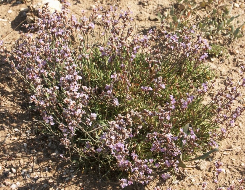 Image of Limonium suffruticosum specimen.