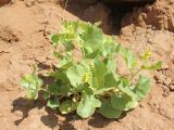 Atriplex moneta