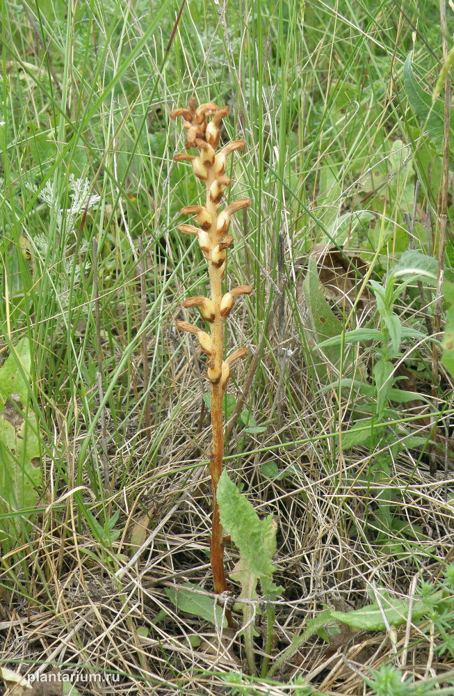 Изображение особи Orobanche cumana.