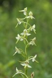 Platanthera bifolia. Верхушка соцветия. Крым, Симферопольский р-н, окр. с. Перевальное, ур. Аян, луг среди кустарников. 18 июня 2020 г.