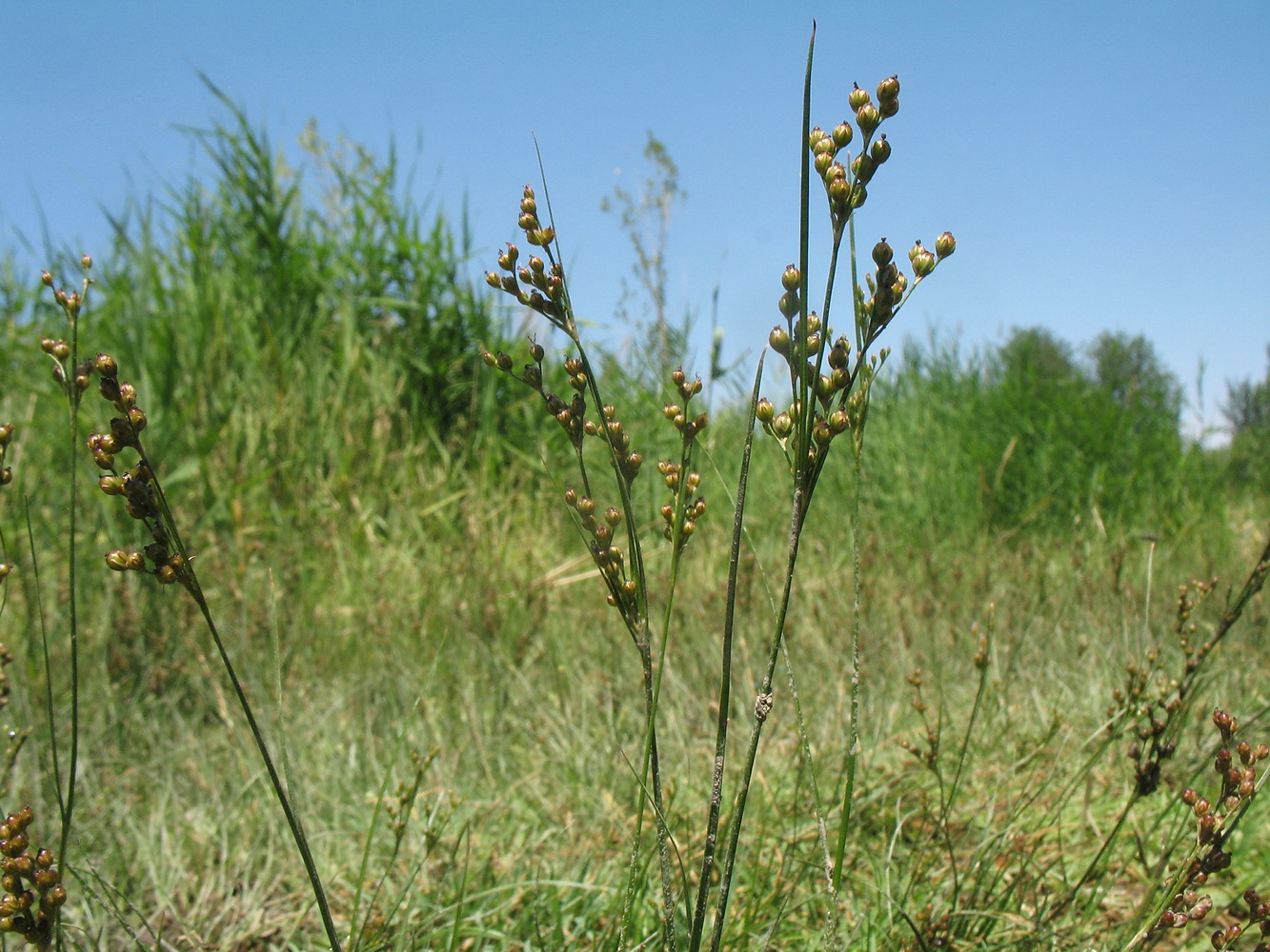 Изображение особи Juncus compressus.