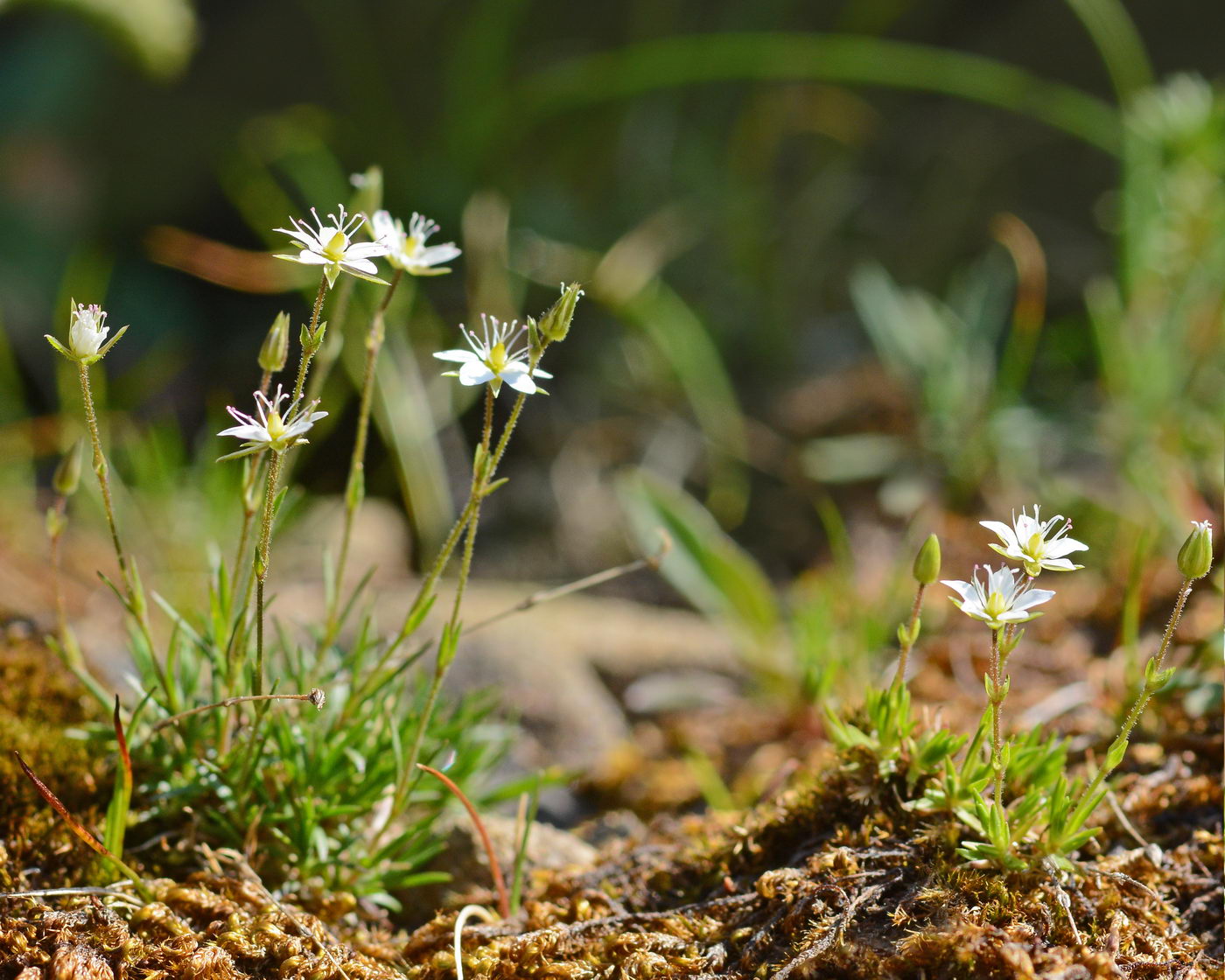 Изображение особи Minuartia uralensis.