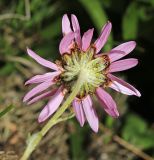 Chrysanthemum oreastrum. Соцветие (вид со стороны обёртки). Приморский край, Партизанский р-н, гора Ольховая, выс. 1600 м н.у.м., горная тундра. 29.07.2020.