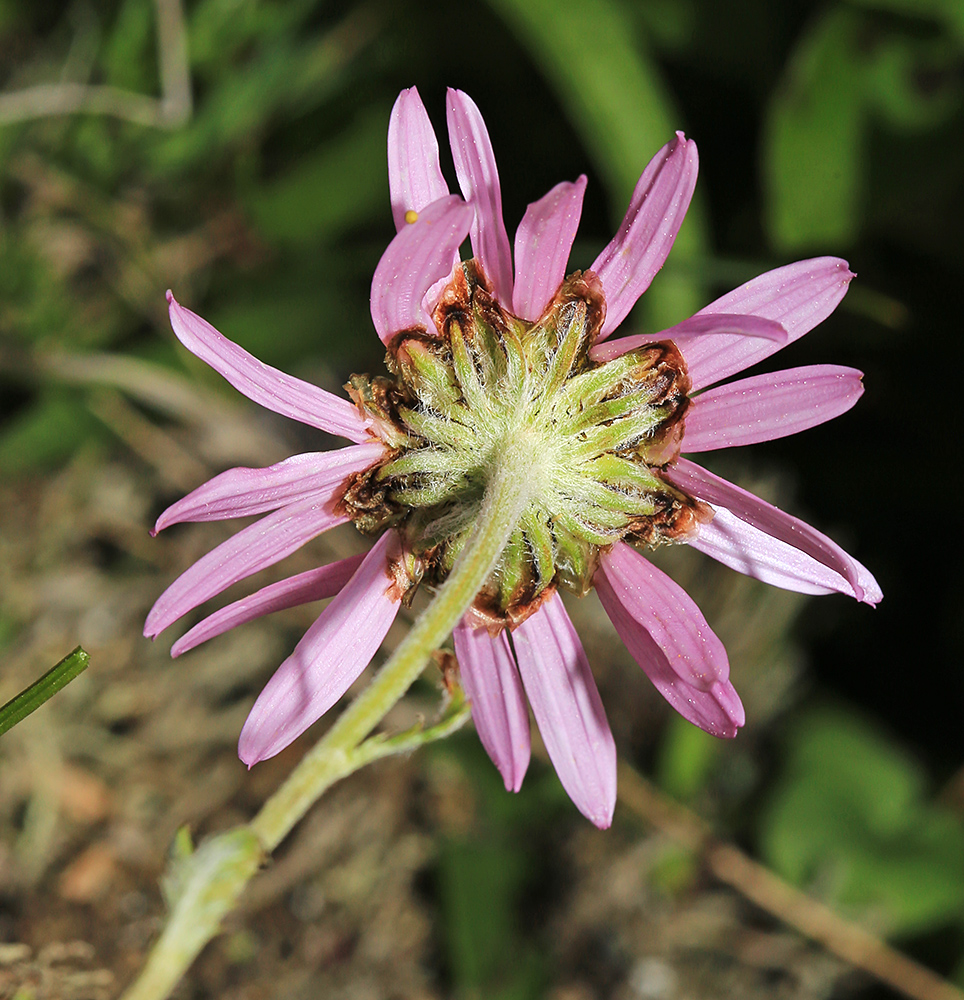 Изображение особи Chrysanthemum oreastrum.