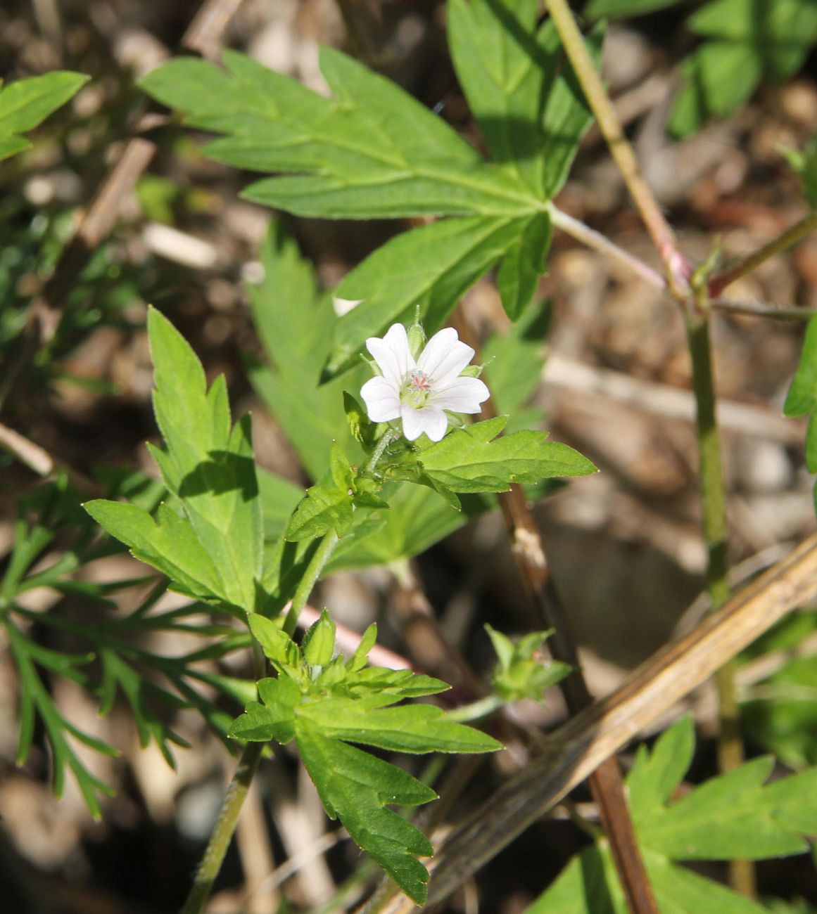 Image of Geranium sibiricum specimen.