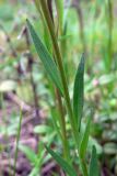 Polygala wolfgangiana