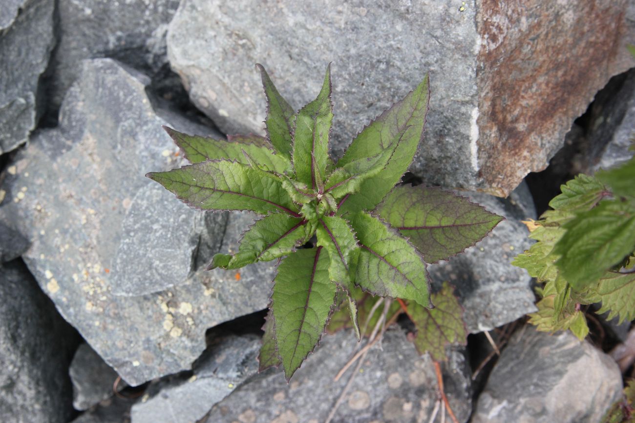 Image of Senecio nemorensis specimen.