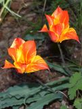 Tulipa dubia