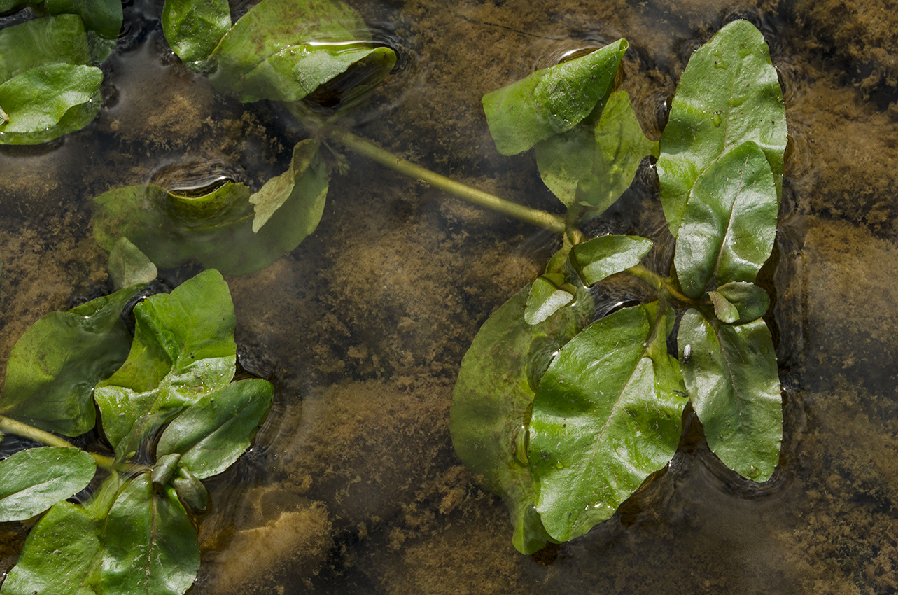 Image of Veronica beccabunga specimen.