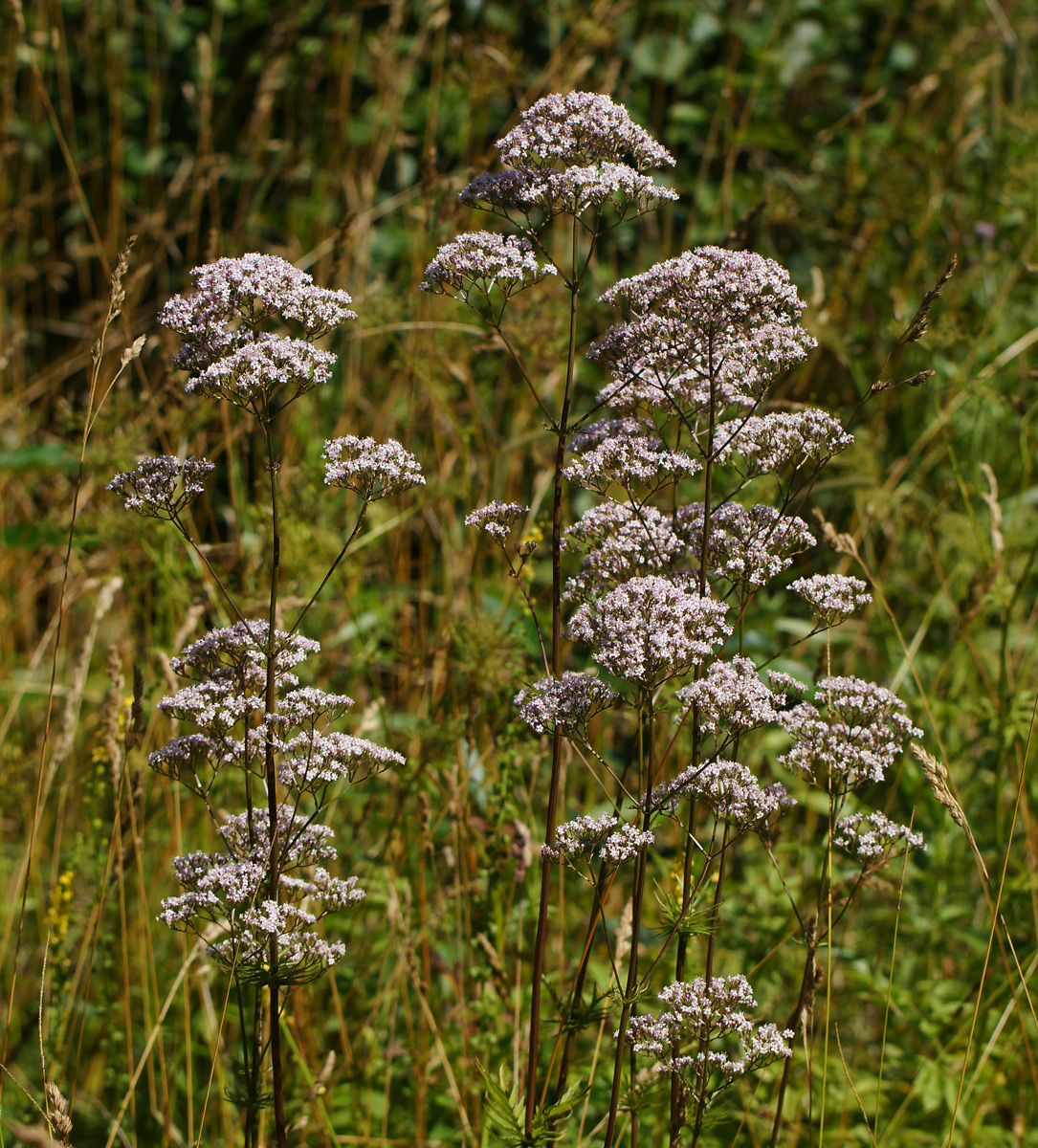 Изображение особи Valeriana officinalis.