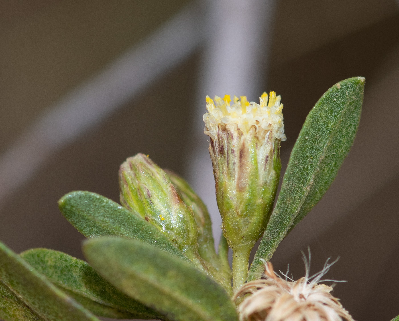 Image of genus Baccharis specimen.