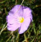 genus Linum