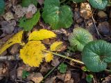 Geum urbanum. Листья (слева лист в осенней окраске). Московская обл., Дмитровский р-н, окр. пос. Вербилки, смешанный лес (с преобладанием берёзы, осины и ели). 06.10.2020.