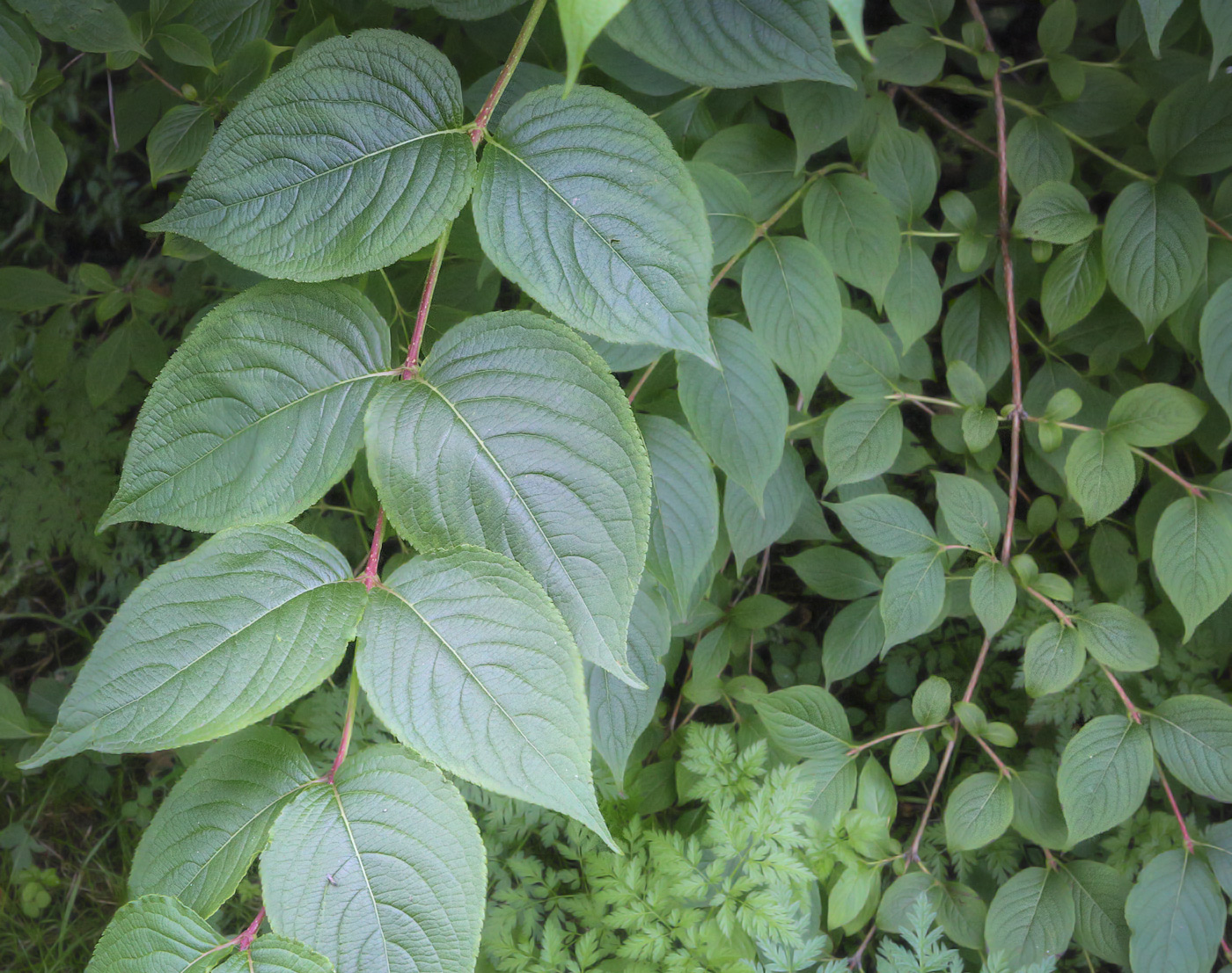 Image of genus Weigela specimen.