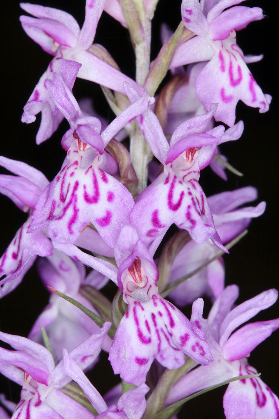 Image of Dactylorhiza fuchsii specimen.