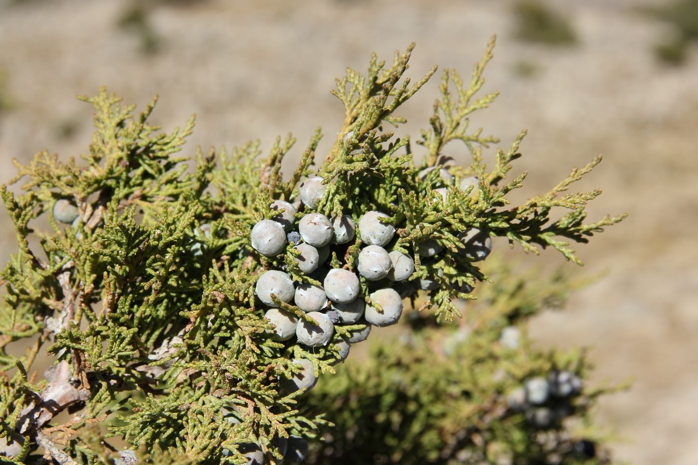 Изображение особи Juniperus seravschanica.