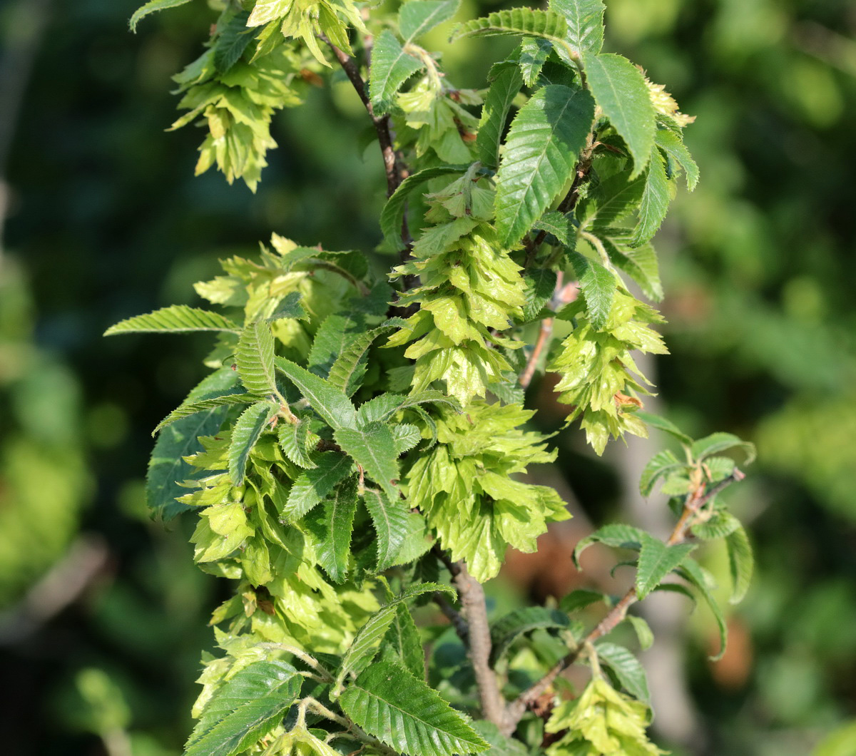 Изображение особи Carpinus orientalis.