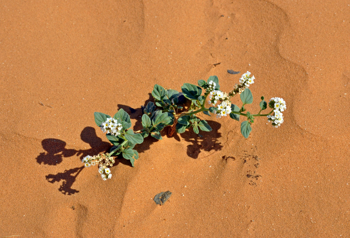 Image of Heliotropium suaveolens specimen.