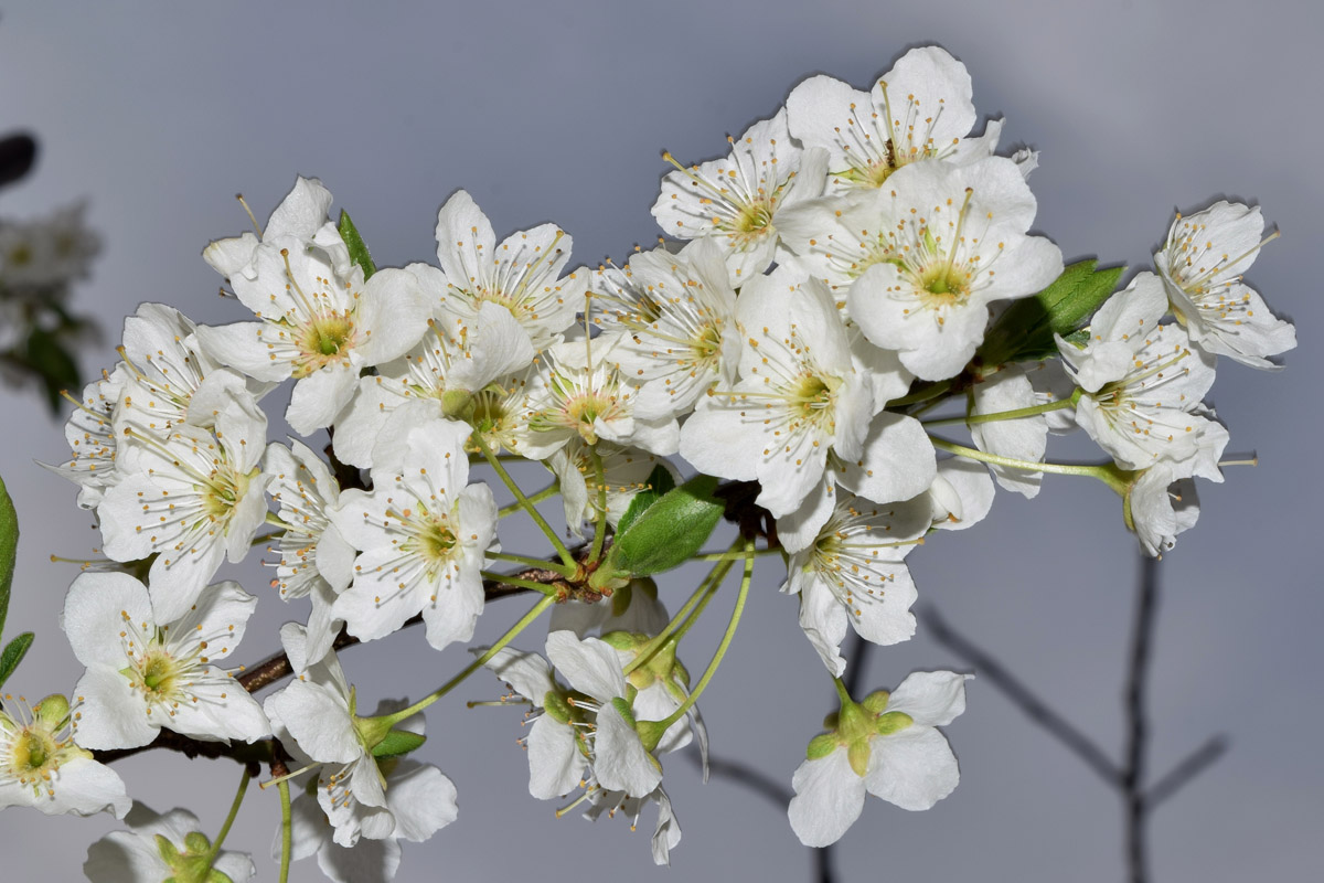 Image of Prunus cerasifera specimen.
