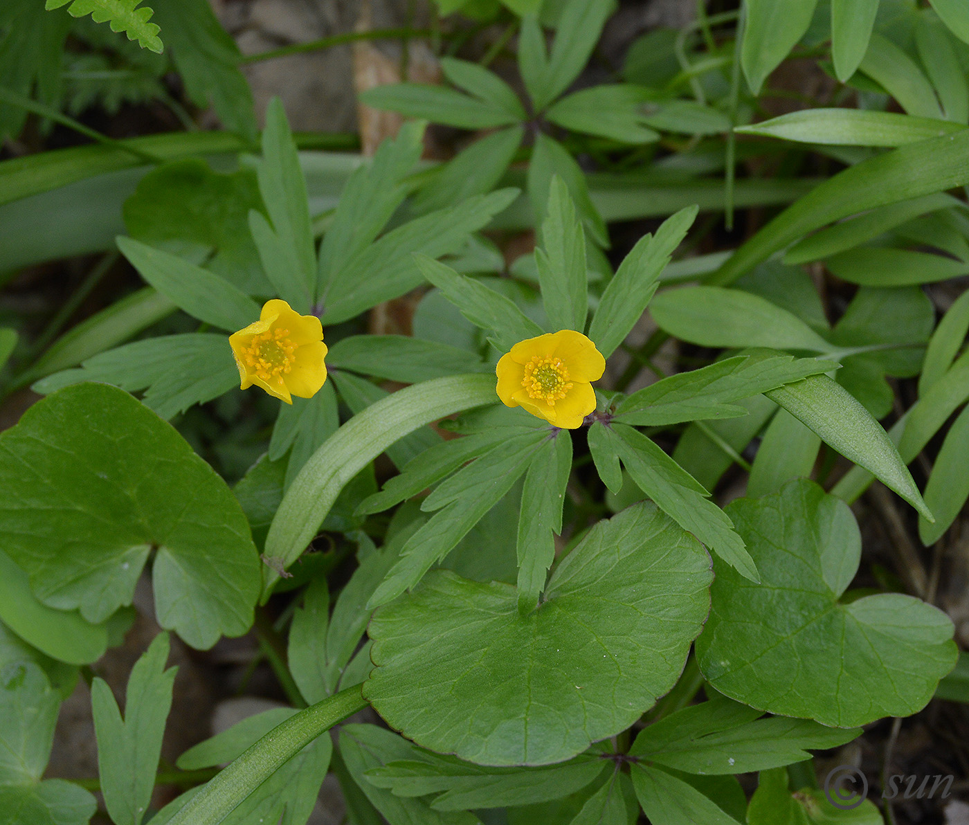 Image of Anemone ranunculoides specimen.