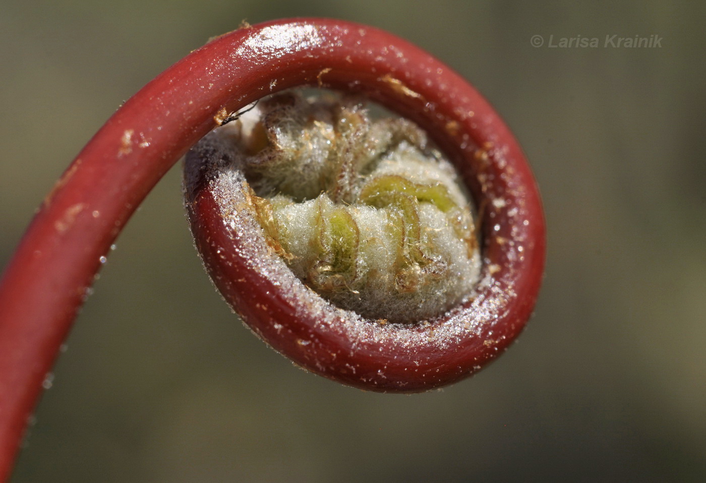 Image of Onoclea sensibilis specimen.