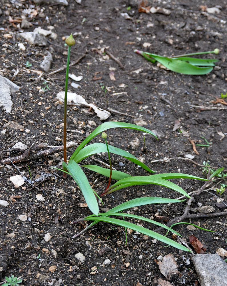 Изображение особи Allium tulipifolium.