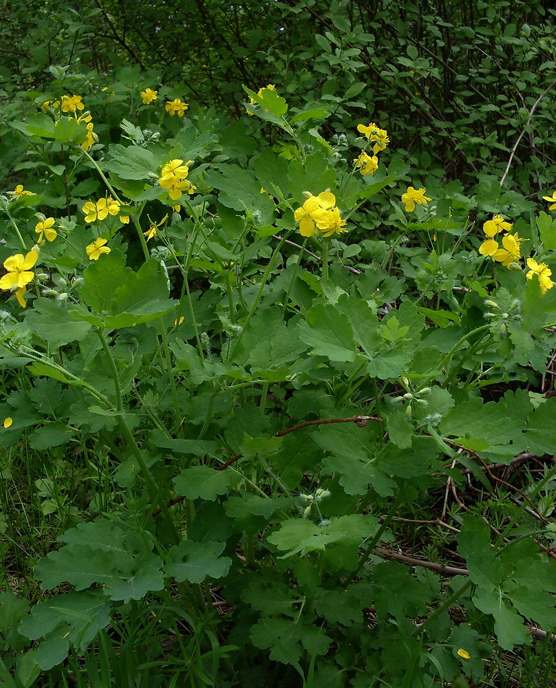 Изображение особи Chelidonium majus.