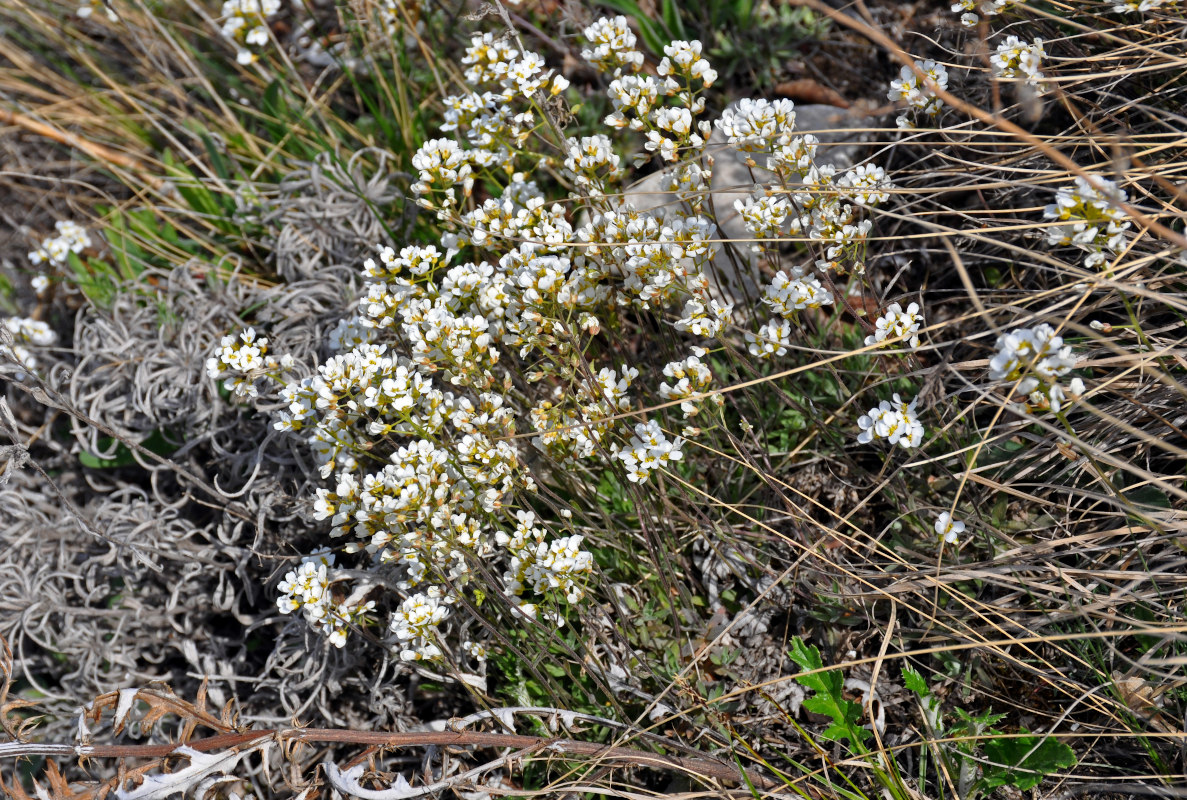 Image of Schivereckia podolica specimen.