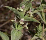 Sideritis pullulans. Часть побега с пазушными соцветиями. Израиль, Нижняя Галилея, г. Верхний Назарет, выположенная вершина холма, выс. ок. 410 м н. у. м. 17.06.2020.