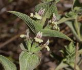 Sideritis pullulans. Часть побега с пазушными соцветиями. Израиль, Нижняя Галилея, г. Верхний Назарет, выположенная вершина холма, выс. ок. 410 м н. у. м. 17.06.2020.