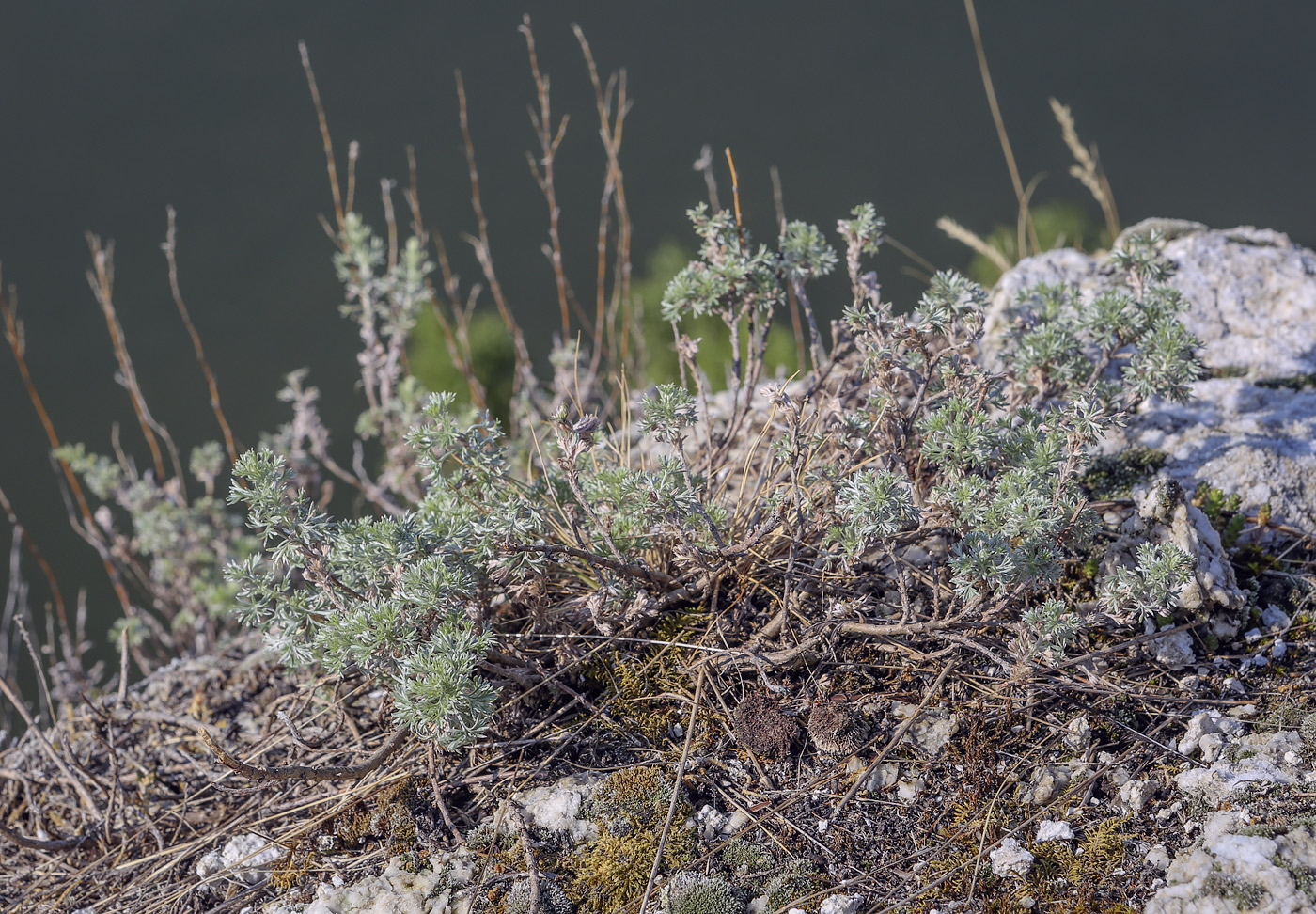 Image of Artemisia frigida specimen.