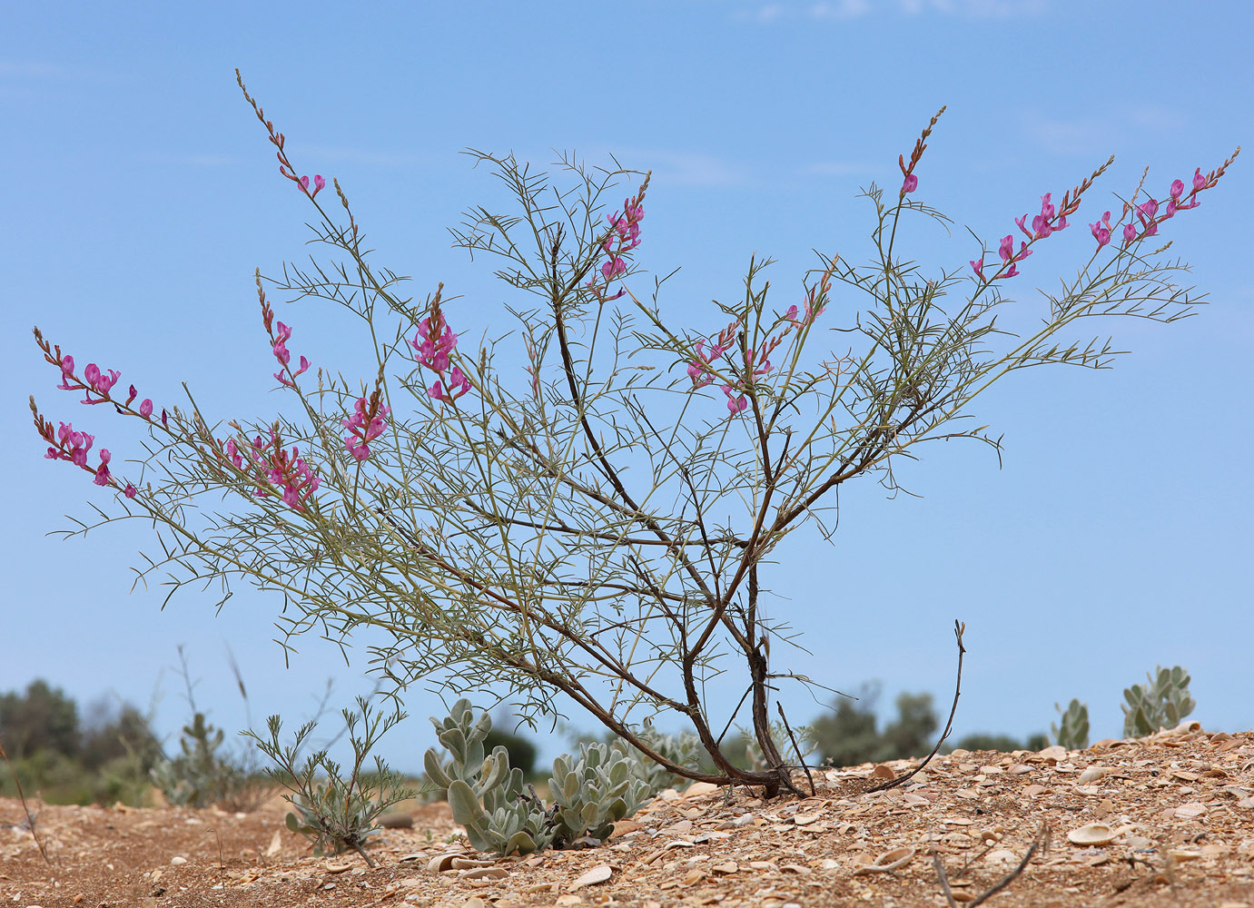 Изображение особи Astragalus barbidens.