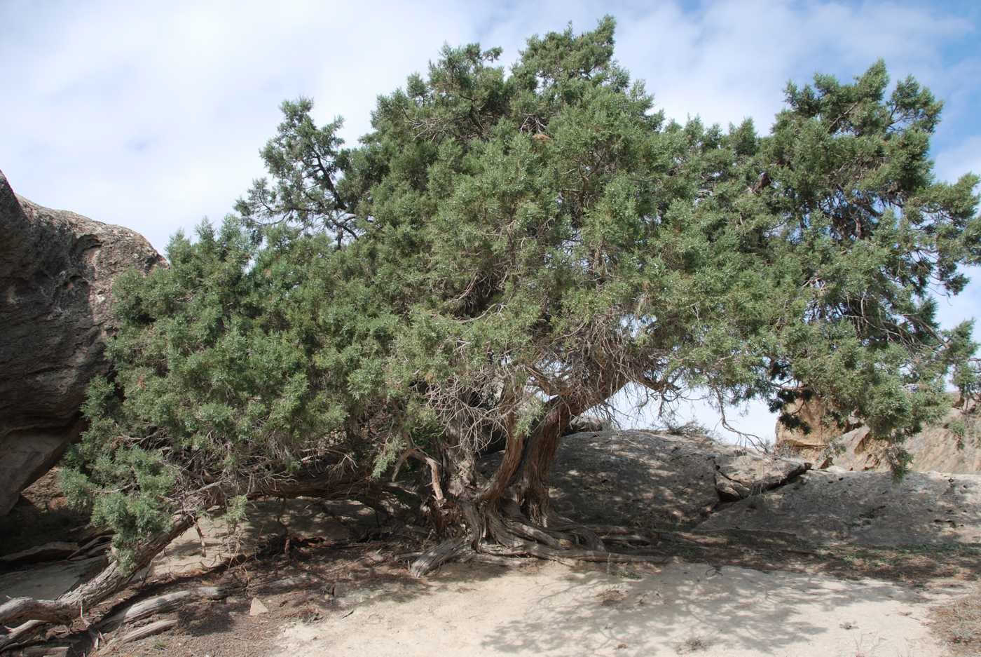 Image of Juniperus polycarpos specimen.