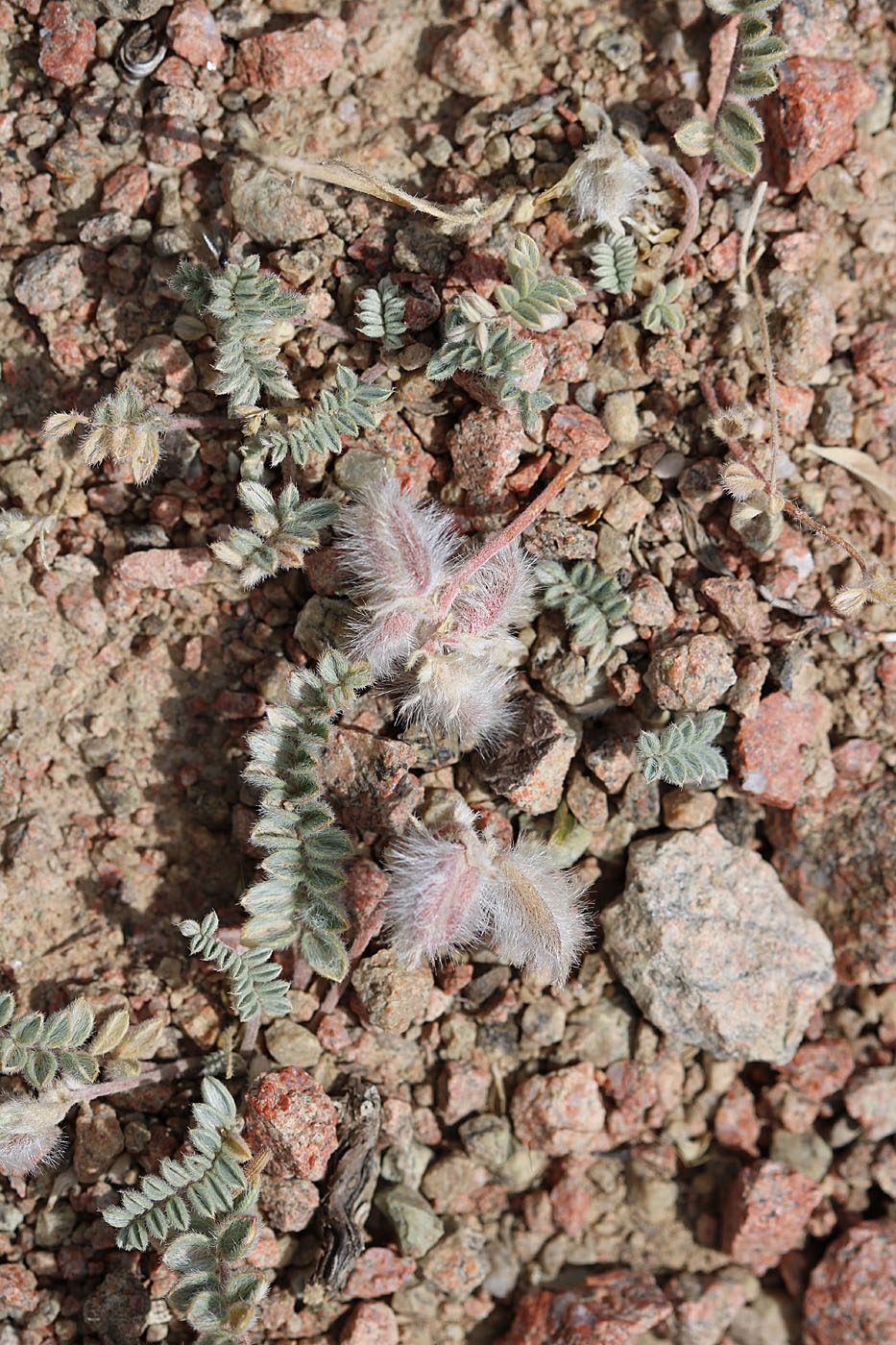 Image of Oxytropis jucunda specimen.