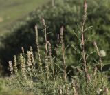 Myricaria bracteata